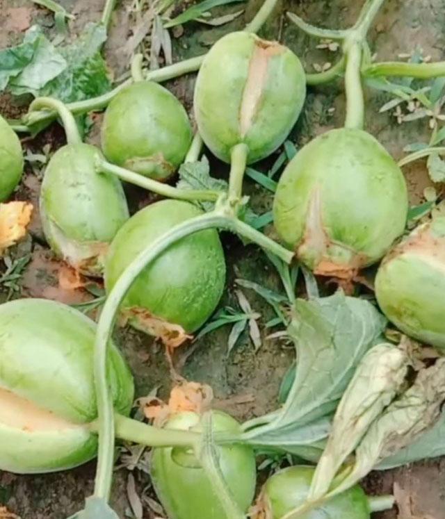 绿宝甜瓜成熟了裂口是怎么回事,绿宝甜瓜为什么裂瓜