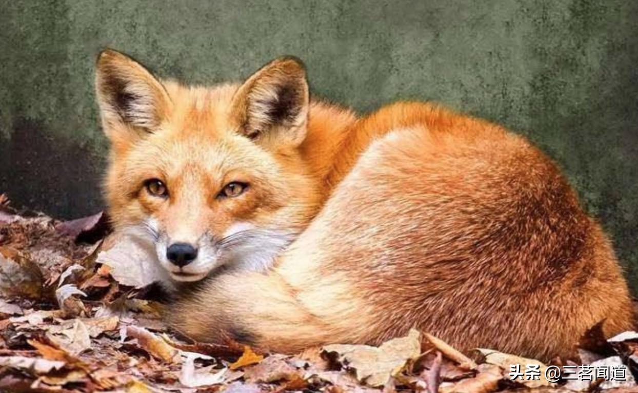 野生黄鼠狼,在东北最不能惹的动物就是黄鼠狼