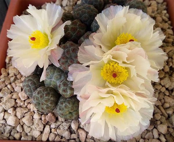 仙人掌开花有多美,仙人掌花开好娇艳