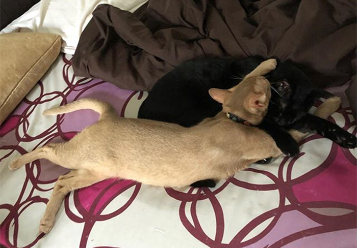 猫咪好奇的看铲屎官,猫咪喜欢对着铲屎官喷口水