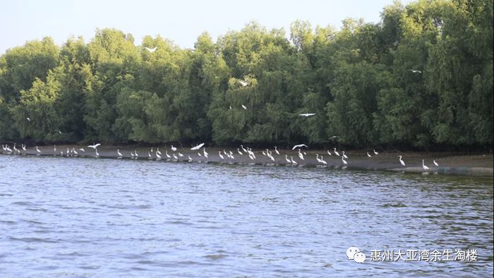 临深片区大亚湾好还是惠阳好,大亚湾和惠州临深片区哪个好