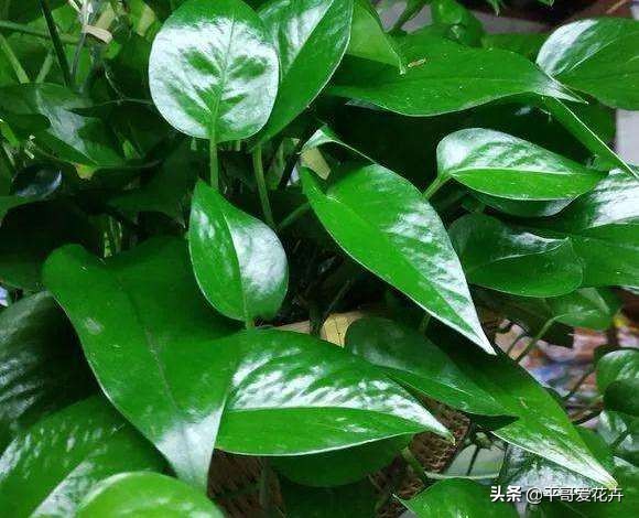 绿萝和绿萝养一起成活率是不是高,成活率高达90%的绿萝扦插方法