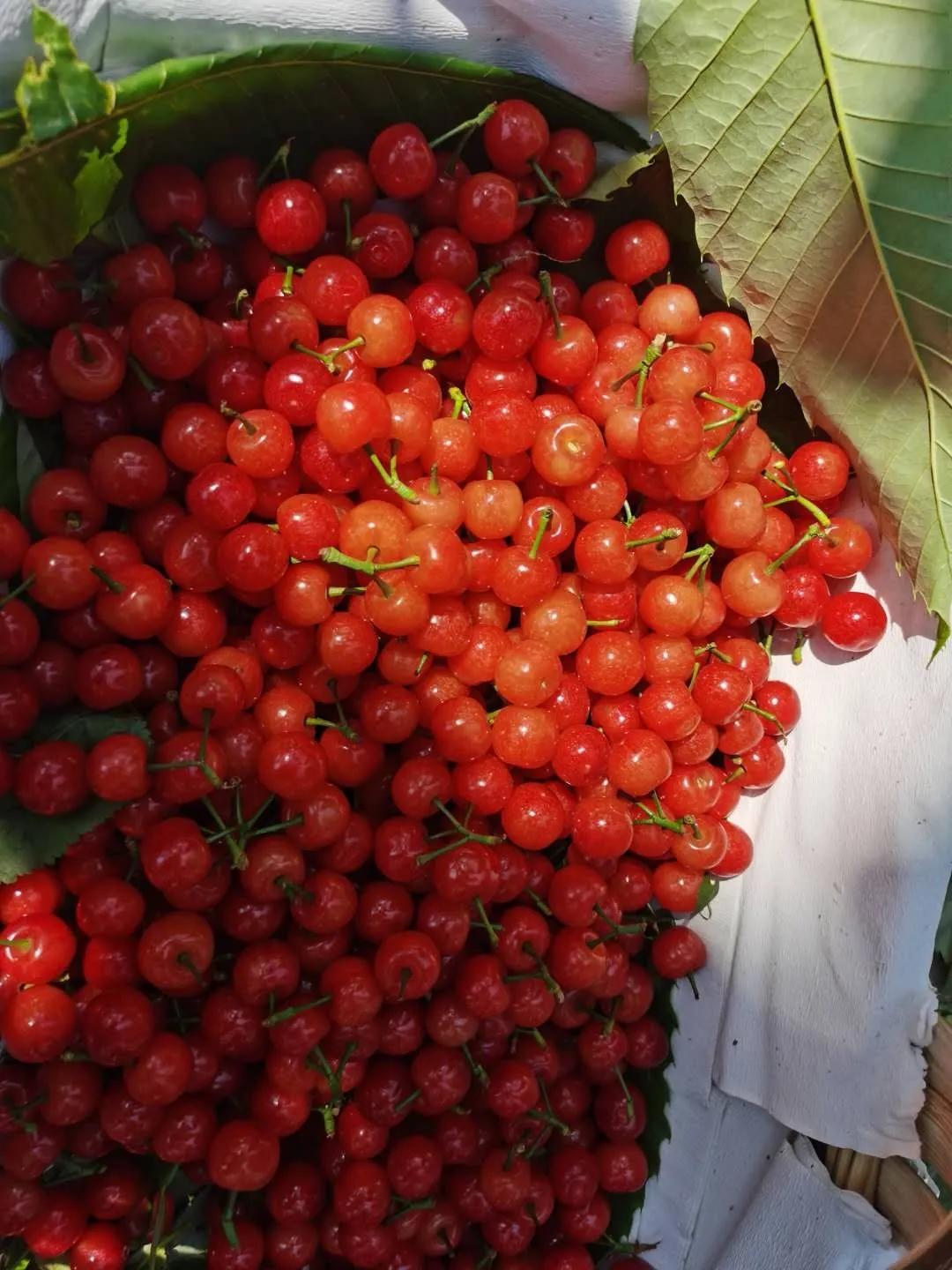 2024攀枝花旅游,攀枝花旅行榜单