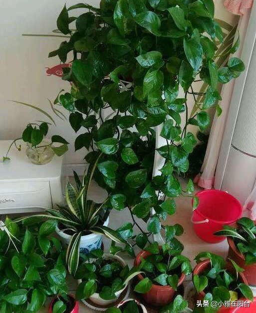绿萝叶片发黑，喷一点这，30天绿回来，叶片多又大、油绿发亮！