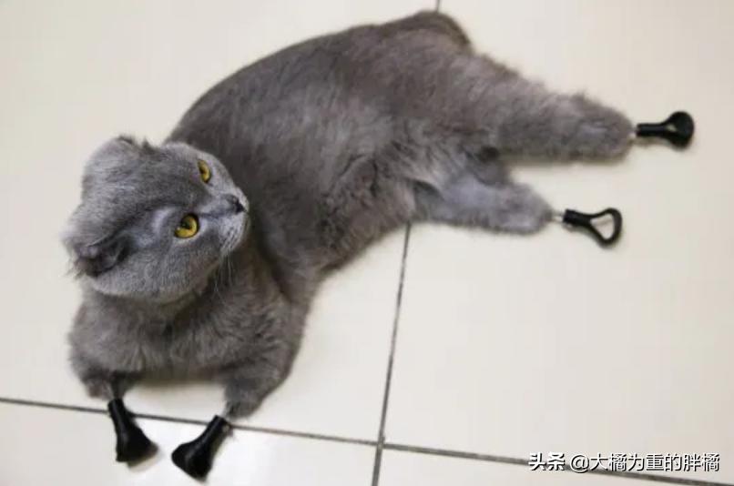 蓝猫冻死了,蓝猫牺牲了