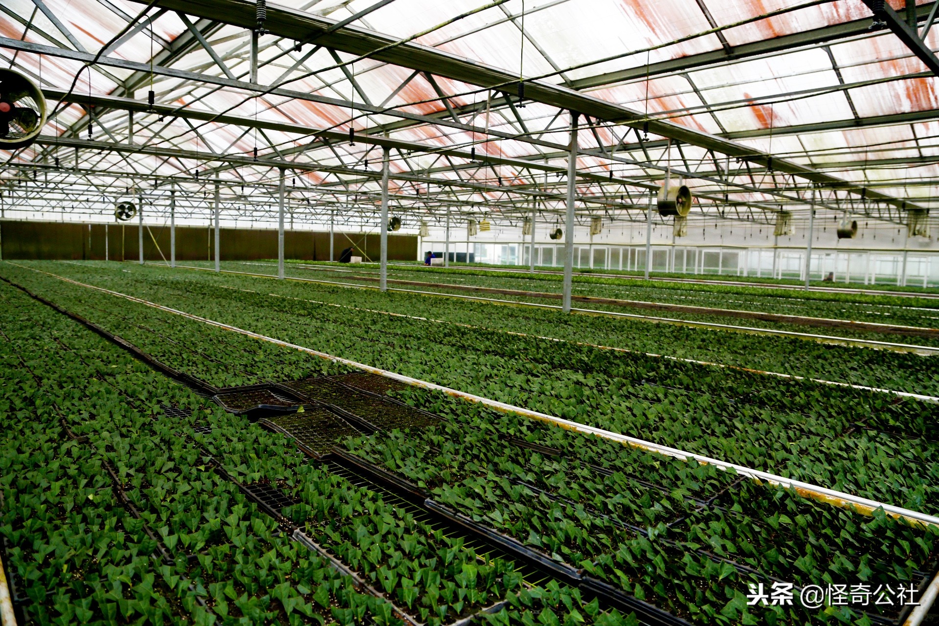 享誉世界的百年品牌——宜昌宜红，“万里茶道”上的新亮点