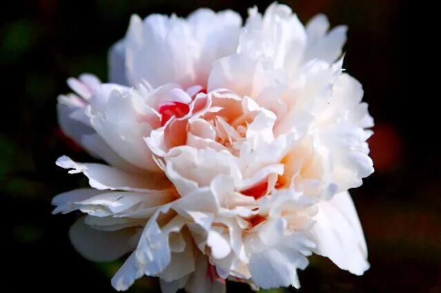 芍药杨妃出浴怎么样,芍药品种杨妃出浴独有的特征