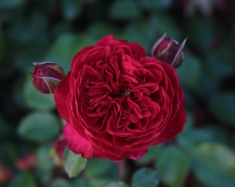 大兴月季园的月季有多少种,北京最大的月季基地在哪