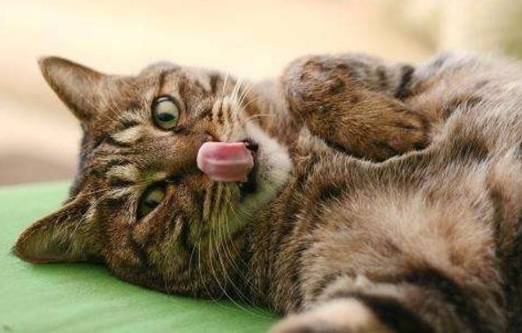 猫咪鼻子摸着干干的,猫咪鼻子湿润是正常的嘛