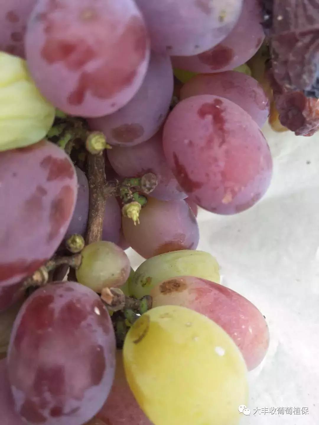 葡萄掉粒子是怎么回事,葡萄穗子掉粒是怎么回事呢