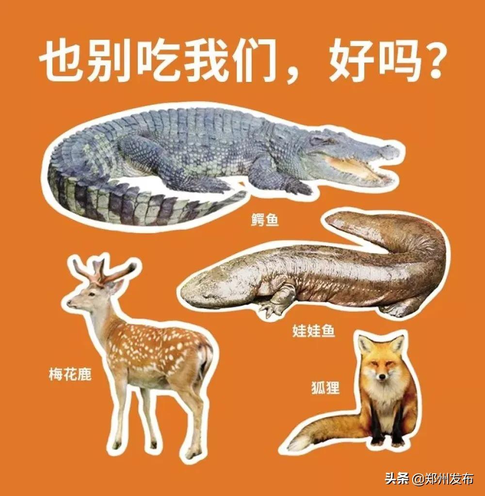 野味都有什么动物,哪些动物属于野味