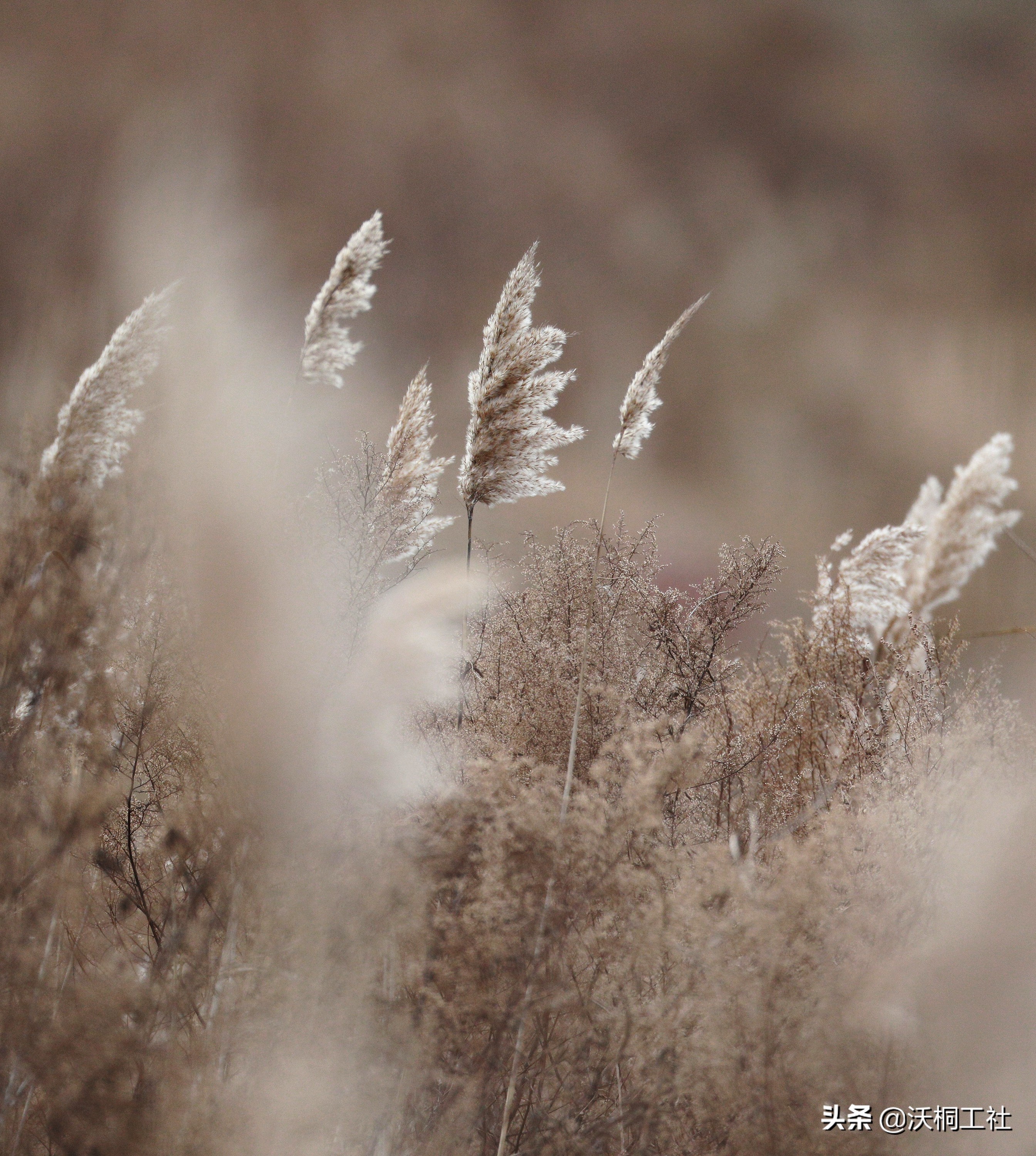 二十四节气花与诗感悟,二十四节气里的梅花诗句