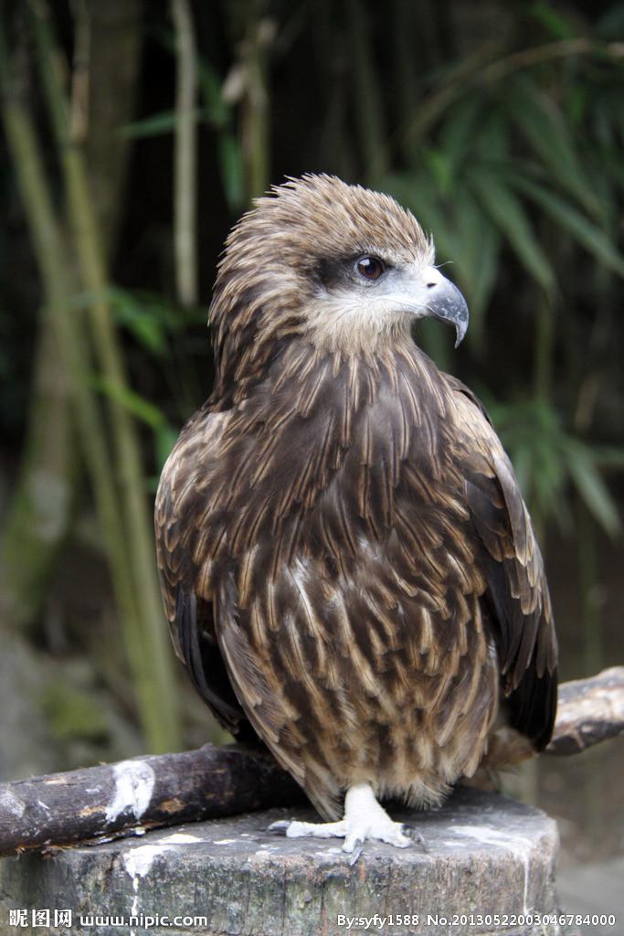 雄鹰展翅飞翔的歌曲完整版,雄鹰展翅飞带我去战斗