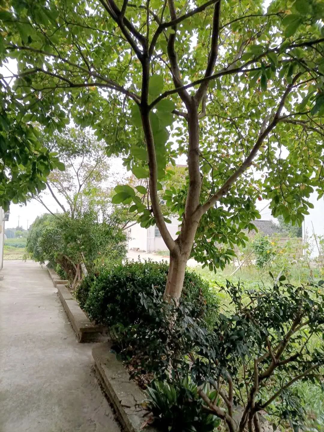 风景好的地方江阴,江阴好风景