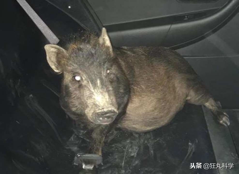 年度沙雕新闻合集,沙雕新闻播报合集