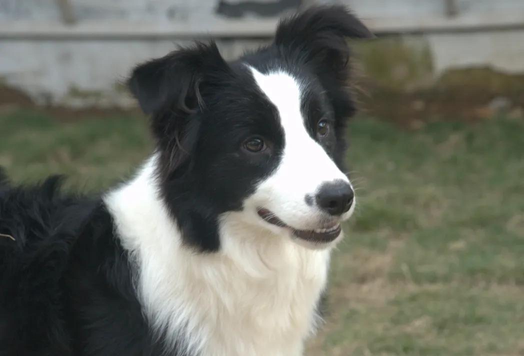 边牧犬的遗传病,边牧犬的先天缺陷