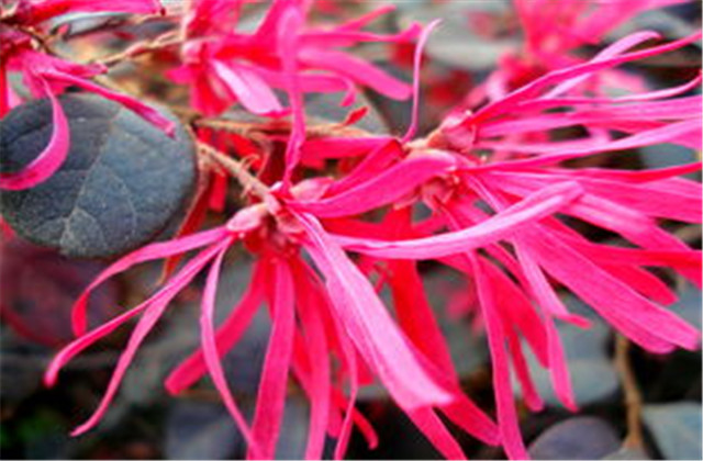 红檵木有多少种品种,红檵木优点缺点