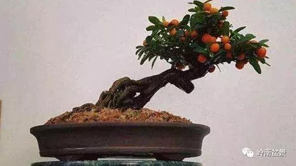 高桩金豆盆景大全,金豆双杆文人盆景欣赏