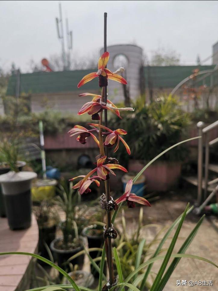 兰花蕙兰绝品传奇,每日一品茶叶