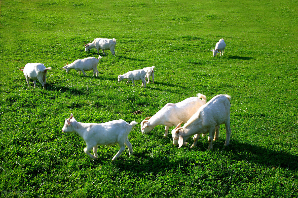 重庆避暑凉快的地方,重庆人都去贵州哪里避暑最好