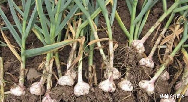 大蒜价格为何下跌,大蒜价格稳步回升新蒜价格会如何