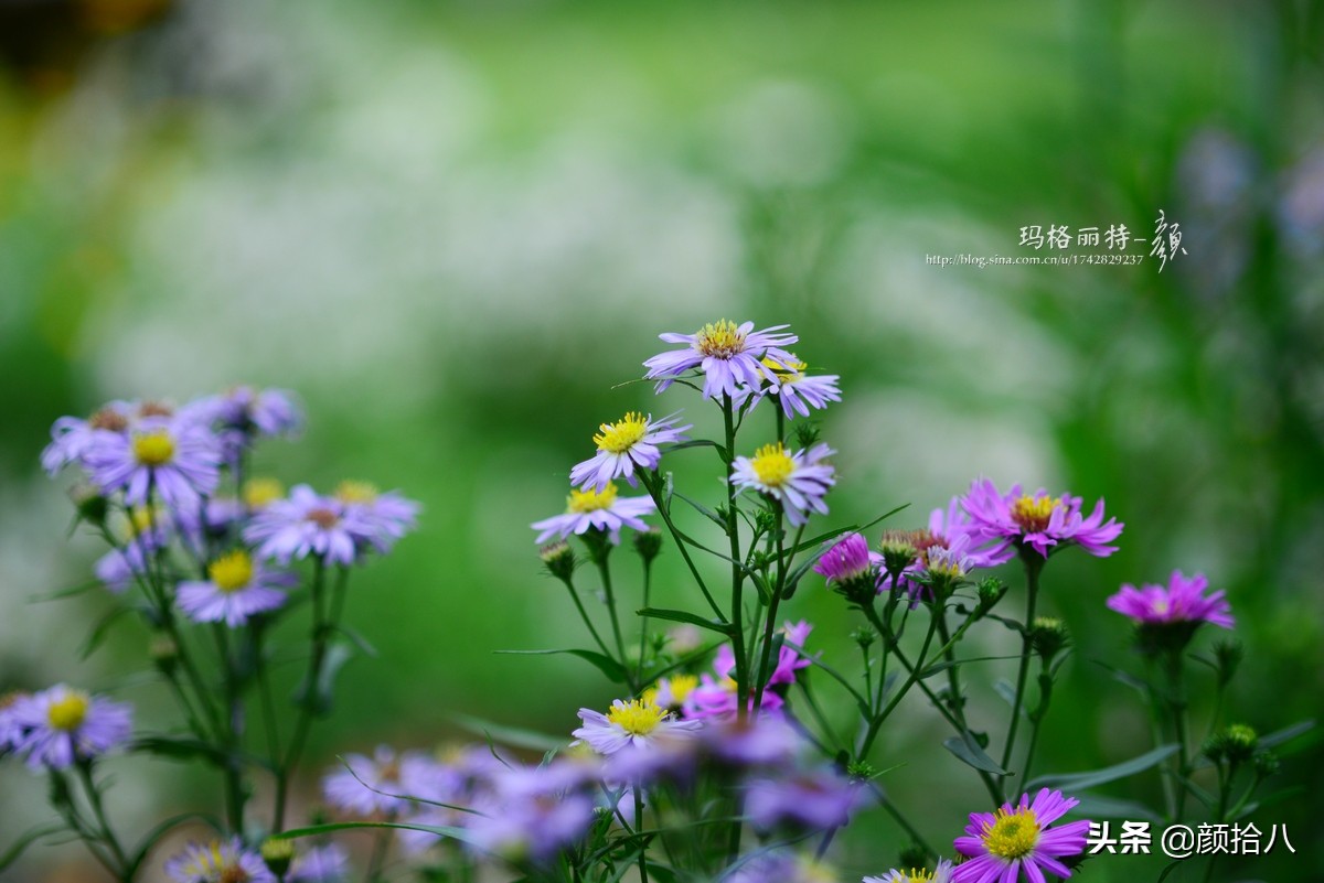 扶不起的绿植,扶不起的绿植视频