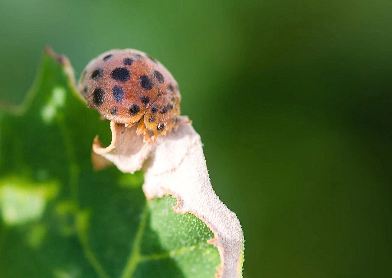 我不是害虫！灭虫高手还是入侵物种？五彩斑斓的异色瓢虫