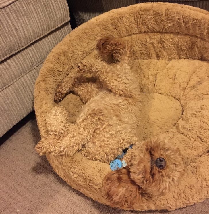 鐚挭鐙楃嫍鎴愮簿浜嗛兘浼氳璇濅簡,鐚挭鐙楃嫍鍙樺寲