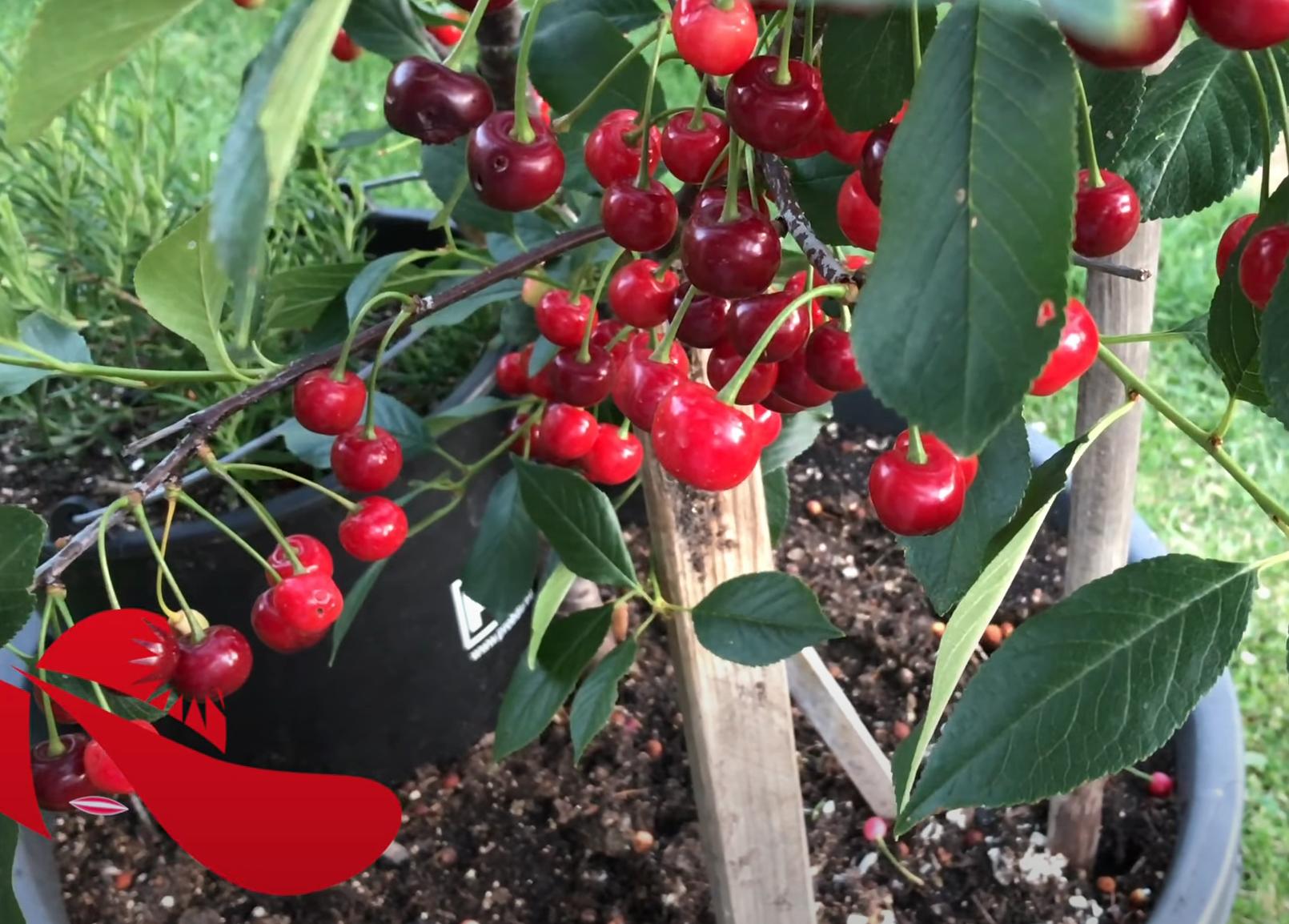 在家盆栽种植樱桃,精品车厘子樱桃苗盆栽