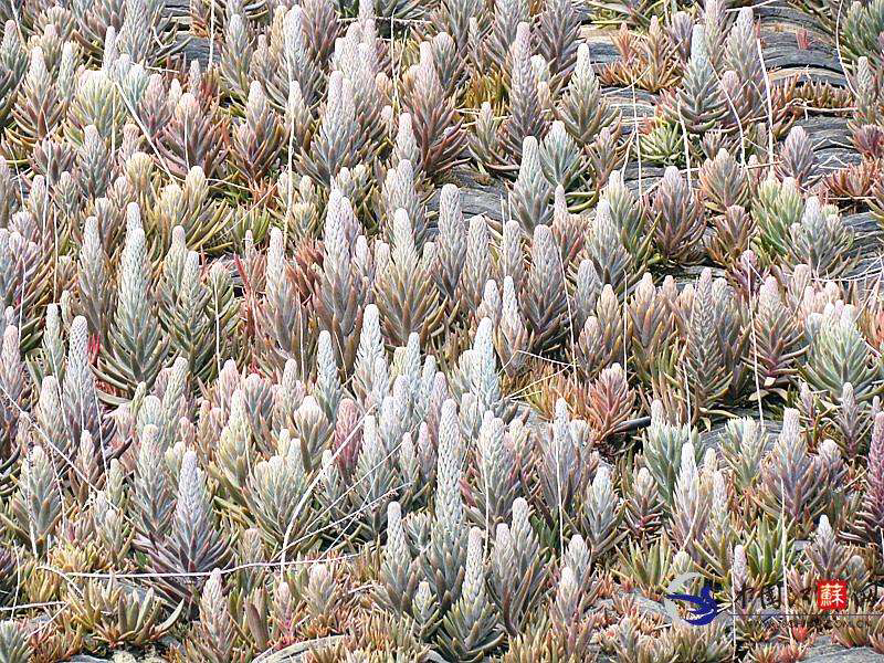 中药材瓦松怎么制作,中药材瓦松治什么病