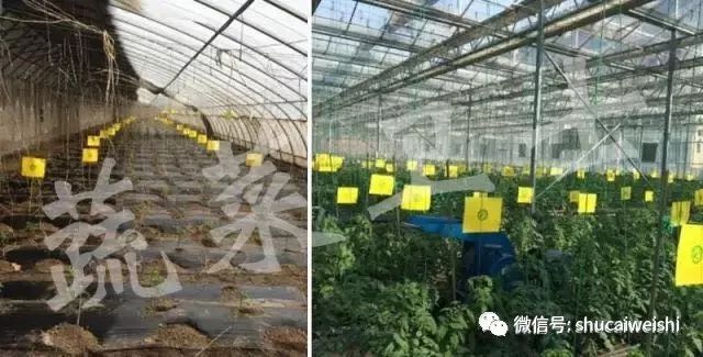 番茄黄叶子怎么补救,番茄苗黄头病是怎么治疗