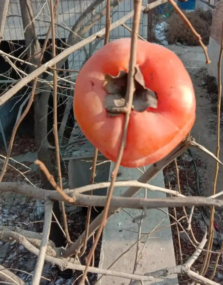 树上的柿子为什么要采摘,摘柿子为什么要留一个