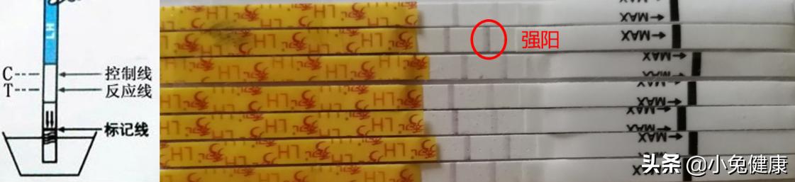 找准排卵期高效备孕,备孕排卵期安排几次