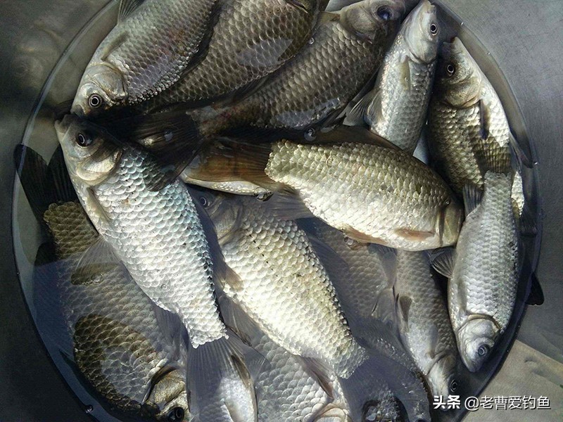 黑坑钓大板鲫的最佳饵料配方,分享当下钓鲫鱼的饵料
