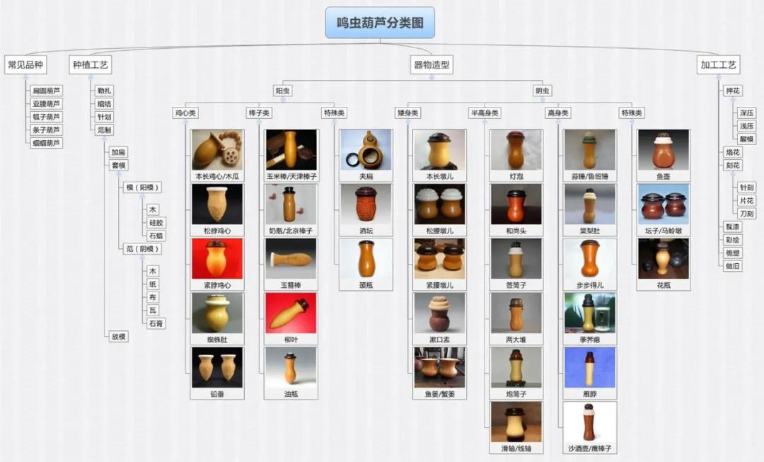 扎嘴鸣虫怎样饲养,吉尔鸣虫如何饲养