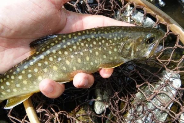 世界十大凶猛淡水鱼类,顶级淡水鱼类