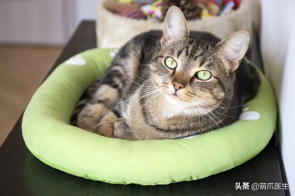 我靠美食养猫发家致富txt,月入三千也能养猫