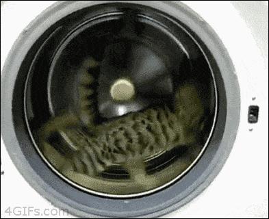 猫咪的爪子被脏了洗不掉怎么办,猫咪沾上苍蝇贴怎么清洗