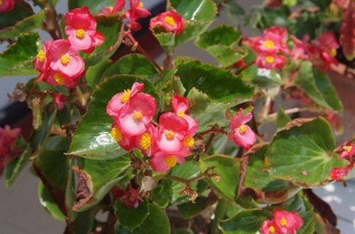 四季海棠叶子发黄怎么办,四季海棠叶片萎蔫了怎么办
