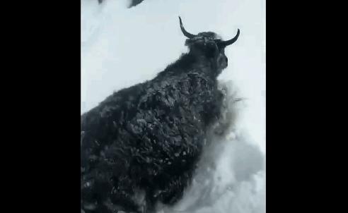 营养成分比较高的牛奶,比较接近母乳的牛奶