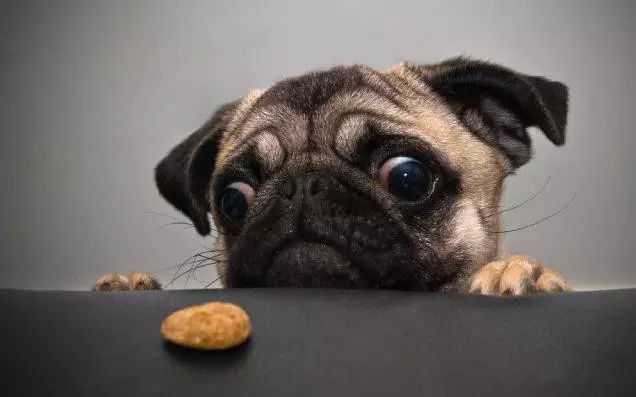 45种名犬大全,72种名犬图片附介绍