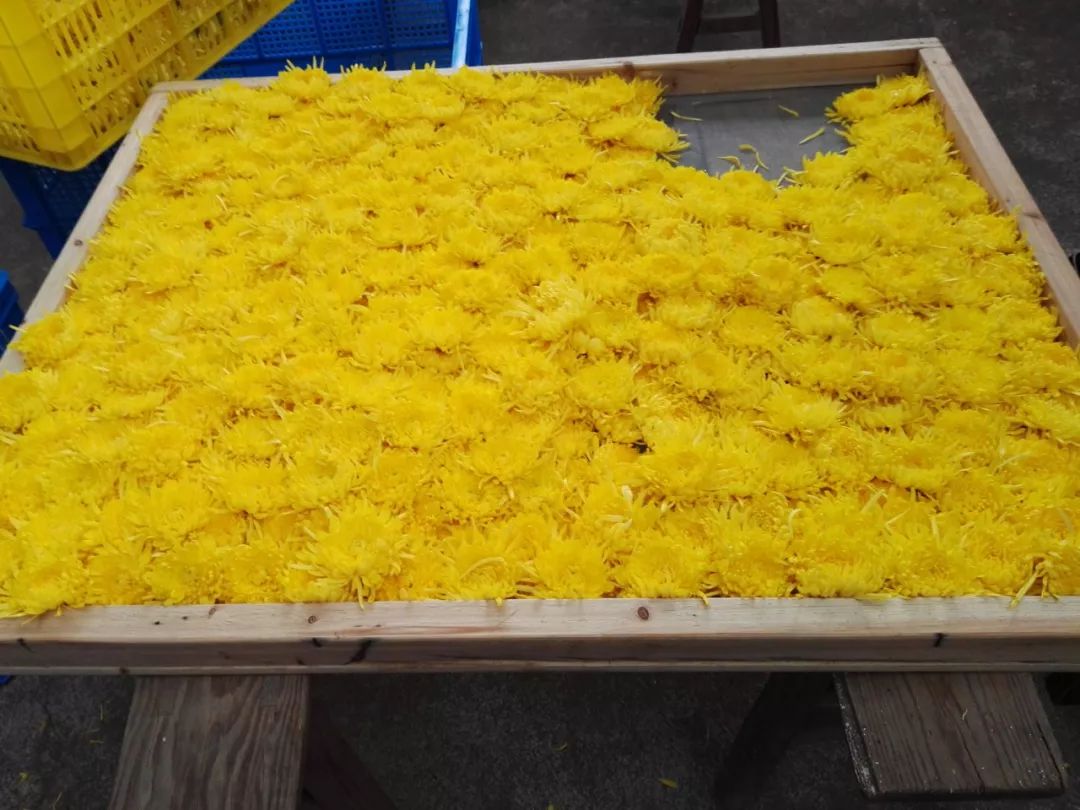 金丝菊茶的功效与作用降火吗,金丝皇菊配什么泡水喝去火又明目