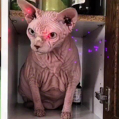 养很多猫很费钱吗,养什么猫最便宜又好养又粘人