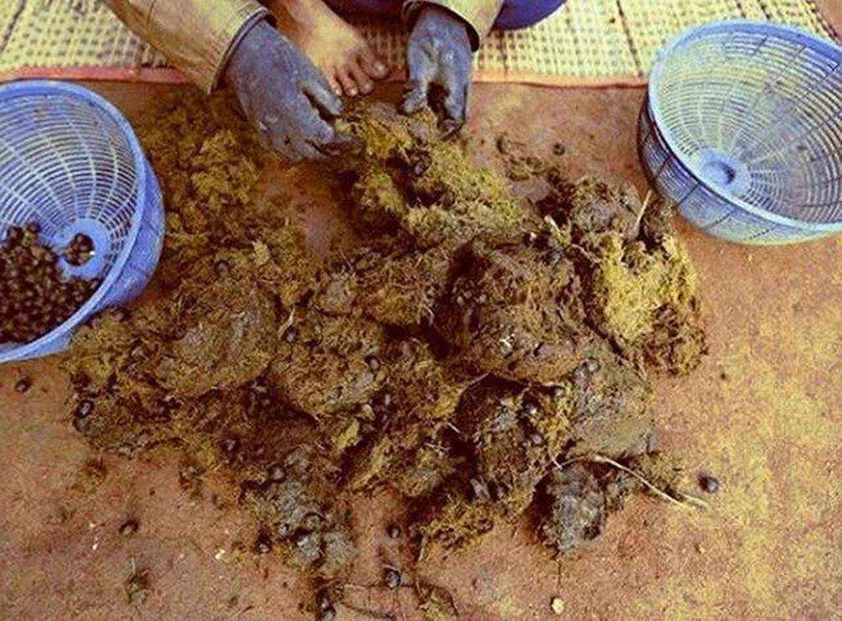 猫屎咖啡真是猫屎做的吗,猫屎是怎么做成咖啡的