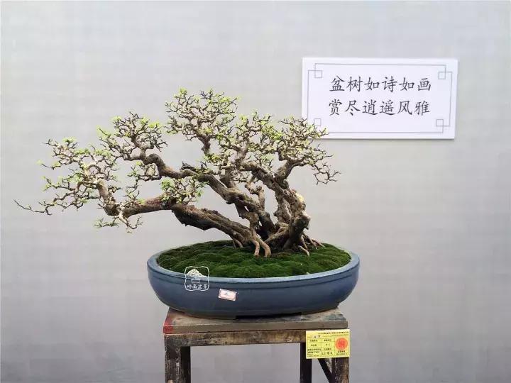 造型极美的盆景一起来欣赏,一组风吹出来的盆景欣赏动感十足