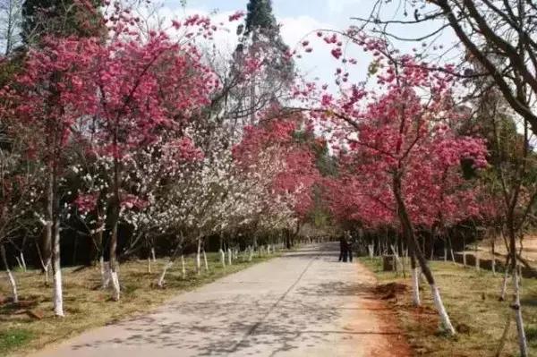 五一小长假昆明周边露营地点推荐,昆明周边户外露营游