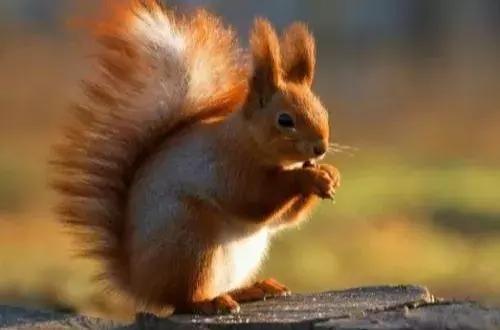 长沙松鼠园游玩攻略,端午长沙再成旅游热门目的地