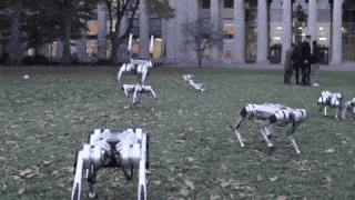 一群机械狗的球技展示，未来科技