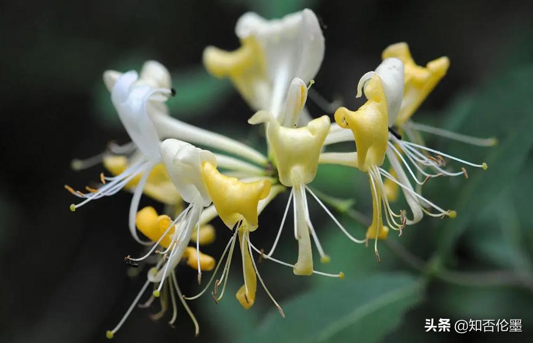 一次种植多年受益的中药材品种,种植什么中药材最赚钱