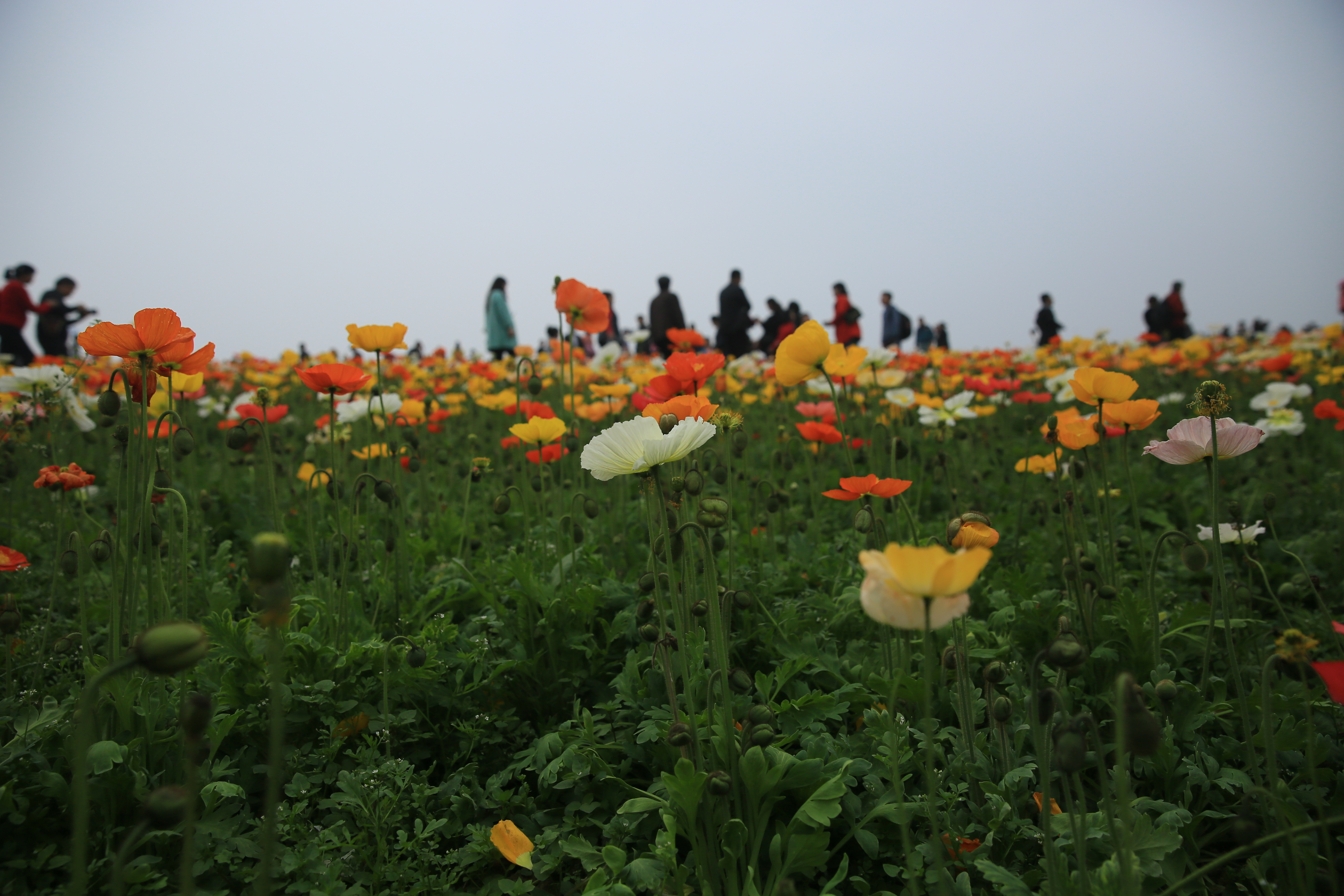 钂叉睙鐭宠薄婀栧ソ鐜╀笉,钂叉睙鐭宠薄婀栧ソ鑰嶅悧